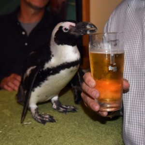 Создать мем: пингвин птица, пингвин гумбольдта в московском зоопарке, пьяный пингвин