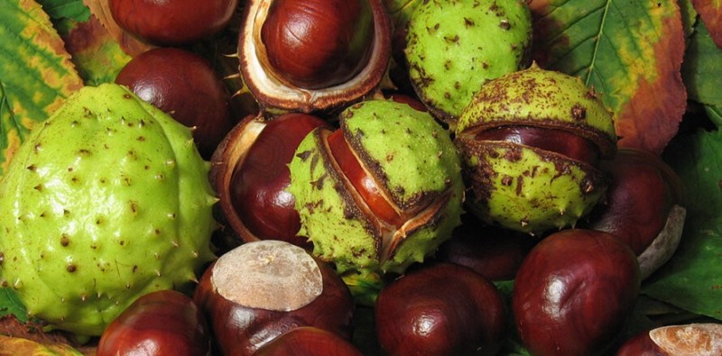 Create meme: horse chestnut, horse chestnut ordinary, the horse chestnut fruits