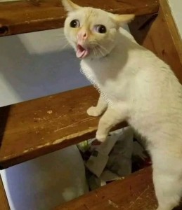 Create meme: cat meme, the cat from the meme, coughing cat