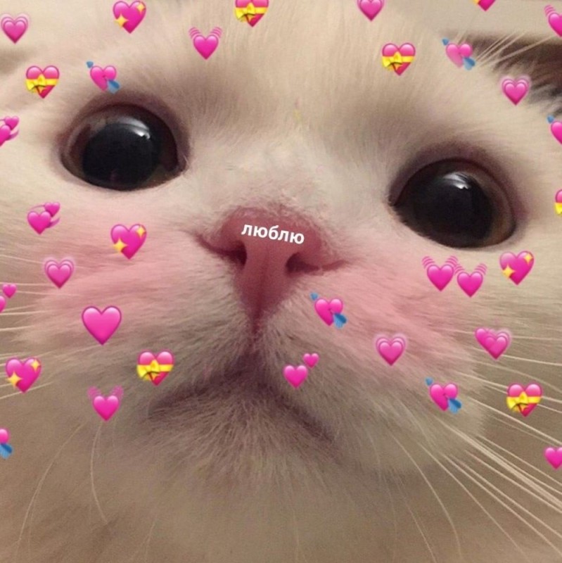 Create meme: cute cute cats, cute cat with hearts, cute cat with hearts