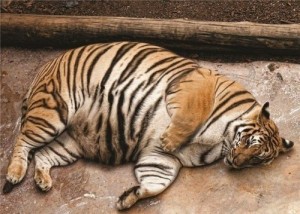 Create meme: tigress, fat animals, tiger
