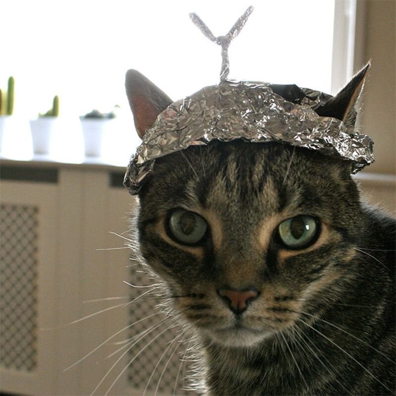 Create meme: a cat in a foil cap, foil hat for protection from aliens, foil hat