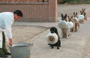 Create meme: detection dogs, a Chinese police officer., lunch
