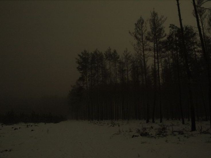 Create meme: scary winter forest, scary winter forest at night, winter forest at night