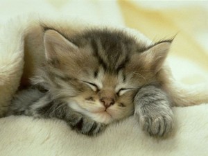 Create meme: sleeping kitten