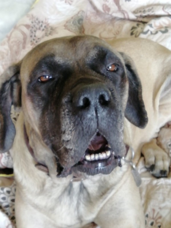 Create meme: English mastiff, bullmastiff breed, bullmastiff dog