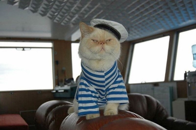 Create meme: the cat sailor ship Nikolai Chernyshevsky, the sailor cat on the ship Chernyshevsky, the cat sailor