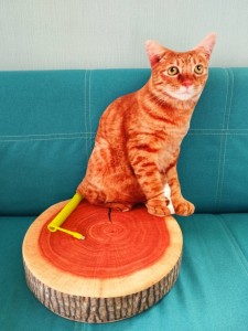 Create meme: cat, red cat, a big ginger cat