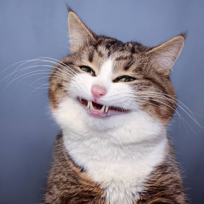 Create meme: happy cat , smiling cat, the cat with a smile