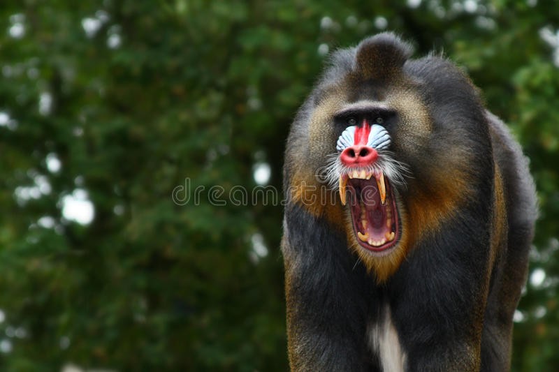 Create meme: the monkey is a baboon, mandrill, mandrill monkey