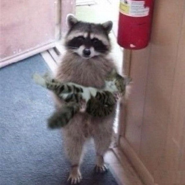 Create meme: the raccoon cat, a raccoon is holding a cat, raccoon carries cat