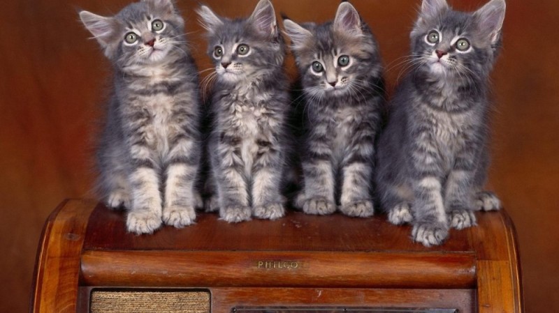 Create meme: maine coon breed, siberian kittens, cat Maine Coon