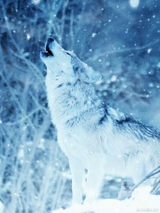 Create meme: wolf, wolf in winter forest, animals wolf