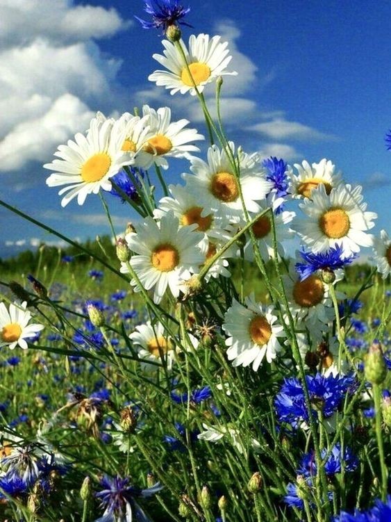 Create meme: the flowers of the meadow, meadow with daisies, wild flowers 