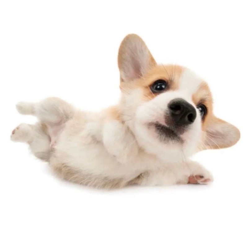 Create meme: corgi pembroke puppy, breed Welsh Corgi, welsh corgi pembroke