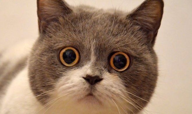 Create meme: British cat, a cat with big eyes, cat 