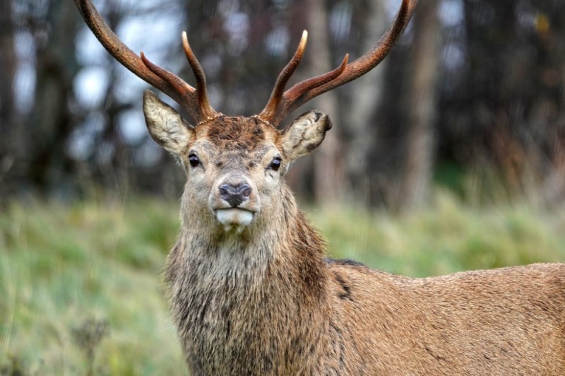 Create meme: deer maral, deer, deer antlers