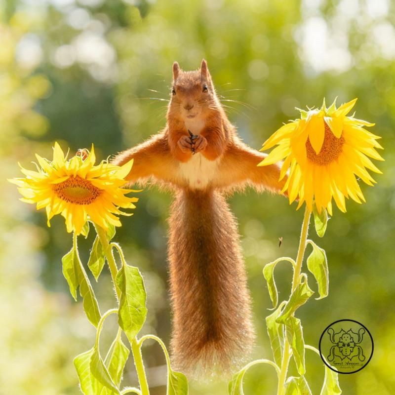 Create meme: squirrel good morning, red squirrel, funny little creatures 