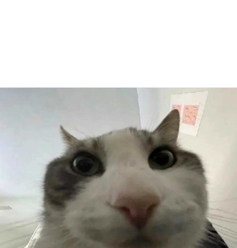 Create meme: cats memes, cats selfie, silly cat 