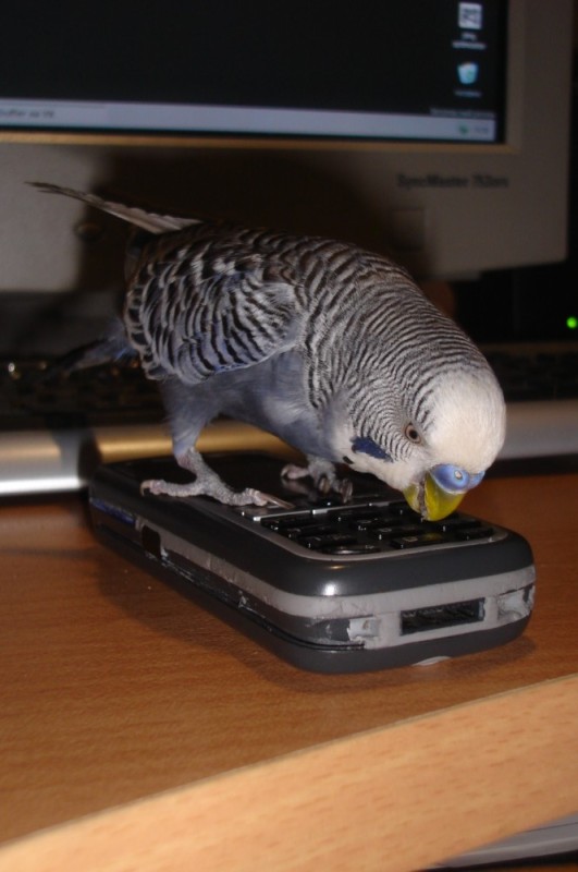 Create meme: parrot with a phone, wavy parrot , talking parrot
