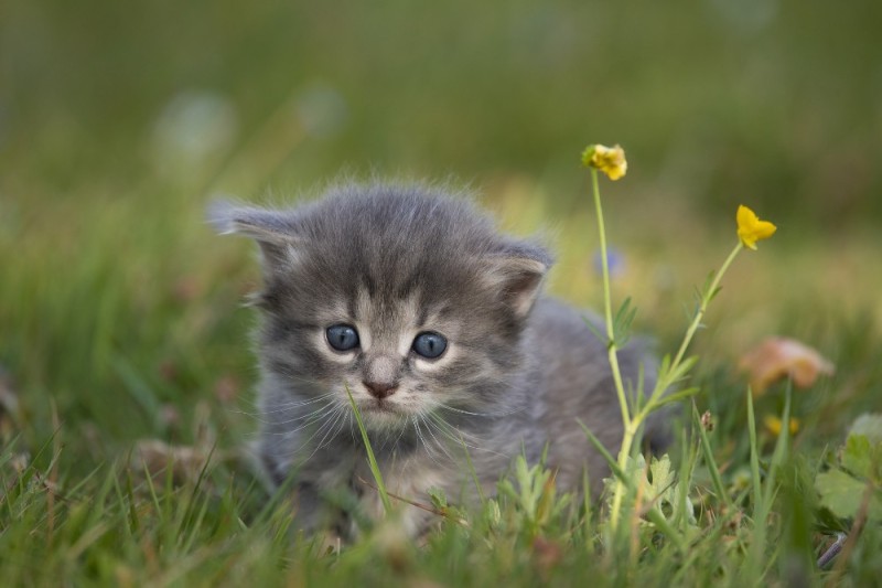 Create meme: kitten grey, kitties , cute kittens 