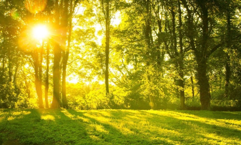 Создать мем: яркое солнце, летний солнечный лес, утро в лесу