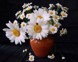 Create meme: Daisy flower, bouquet of daisies, beautiful daisies