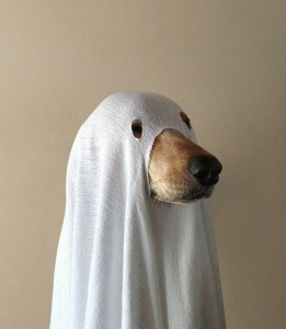 Create meme: dog the ku Klux Klan, cast pictures funny, dog in the hood