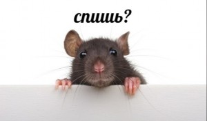 Create meme: mouse sneaks, rat mouse, rat