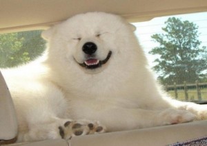 Create meme: polar bear, dog, dog Ulybka