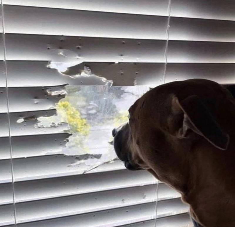 Create meme: dog , dog and blinds, Sobakin 