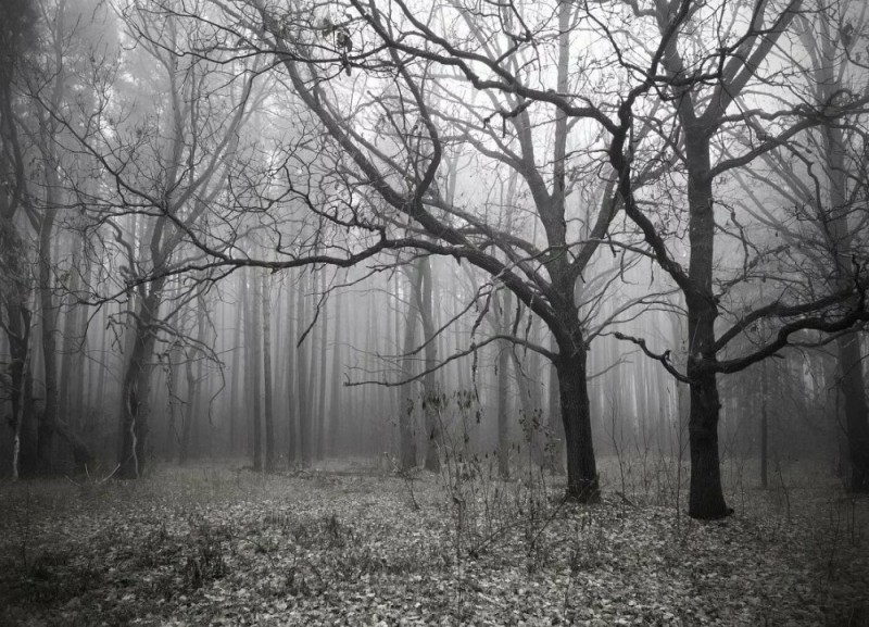 Create meme: grey forest, forest , grey forest background