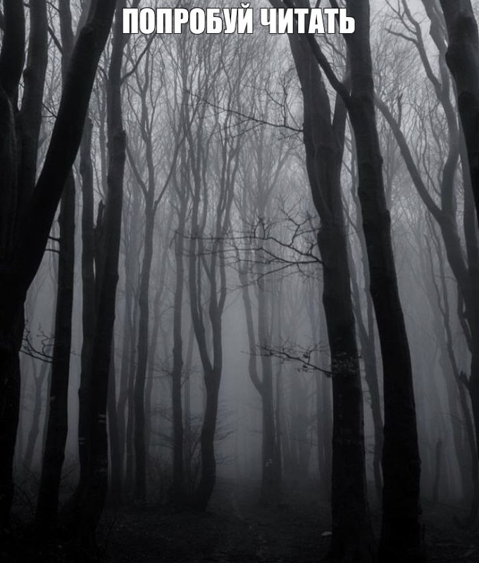 Create meme: dark misty forest, gloomy landscapes, The forest is dark and gloomy