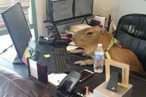Create meme: rodent capybara, the largest rodent is the capybara, the capybara