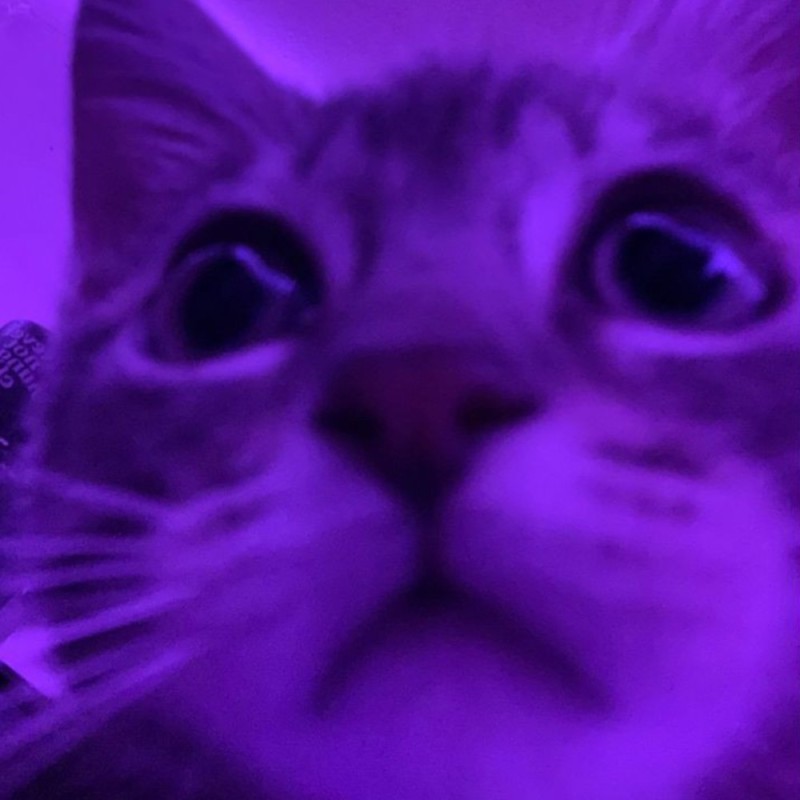Создать мем: кошка, кот, фиолетовый котик