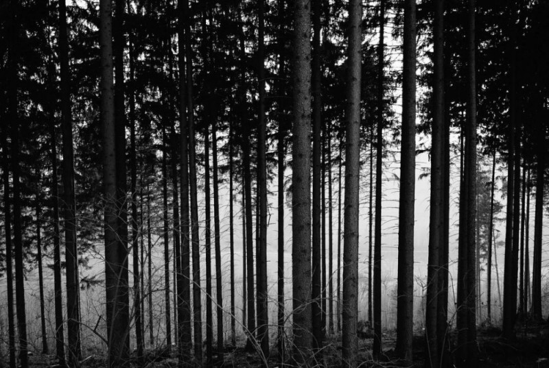 Create meme: black and white forest, dark forest, forest CB