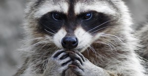 Create meme: cute little Coon, raccoon animal, enotik