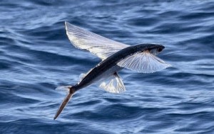 Create meme: flying fish, the cuckoo flies, the fish swims, flying fish Rossosh