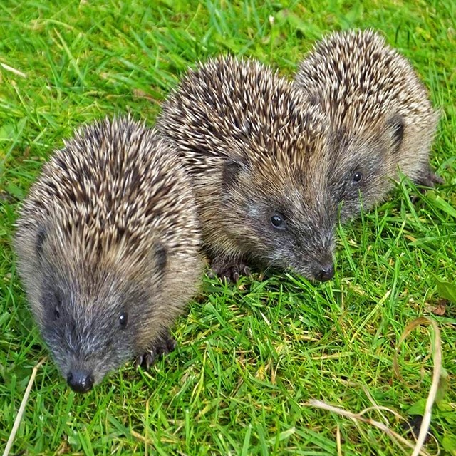 Create meme: the hedgehog ordinary , ordinary hedgehog, prickly hedgehog