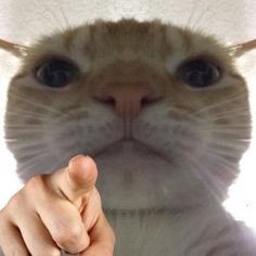 Create meme: the cat from the meme, staring cat, cat 