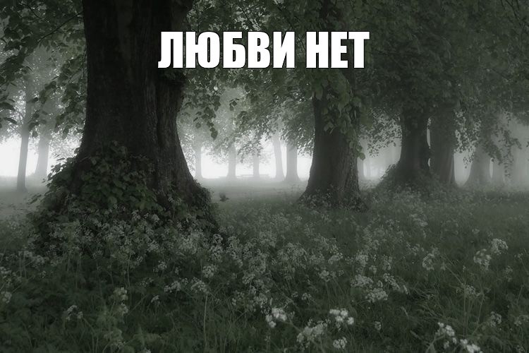 Create meme: forest landscape, nature, nature forest 