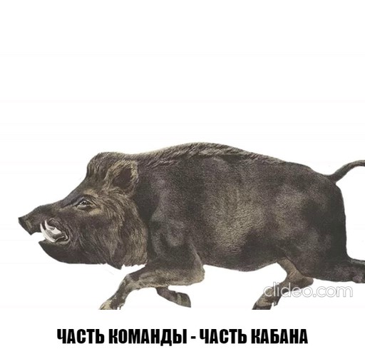 Create meme: wild boar , boar meme, boar to cough up a question