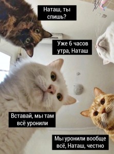 Create meme: morning, humor, Cat