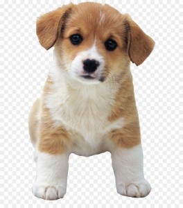 Create meme: Beagle puppy clipart PNG, Wallpapers cute puppies, puppy PNG