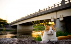 Create meme: cat bridge, Wallpapers cat on the street, cat bridge photo