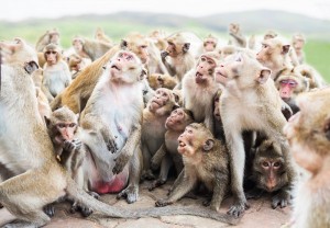 Create meme: a lot of monkeys, a herd of monkeys, macaque monkey