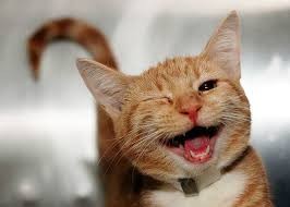 Создать мем: улыбка кошки, подмигивающий кот, счастливый кот