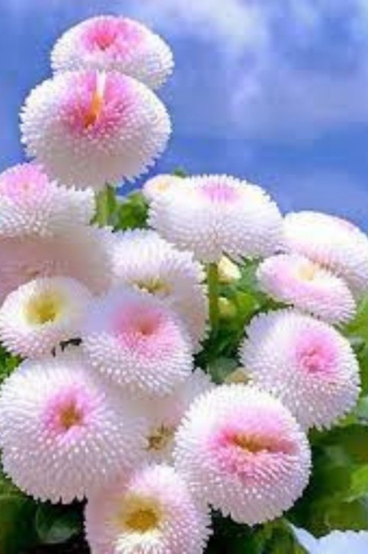 Create meme: daisies flowers, white pompom daisy, flowers 