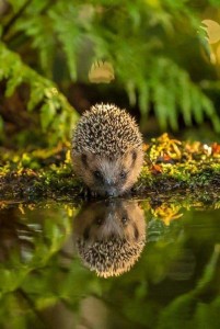 Create meme: hedgehog with hoglets, Lily, hedgehog in the autumn
