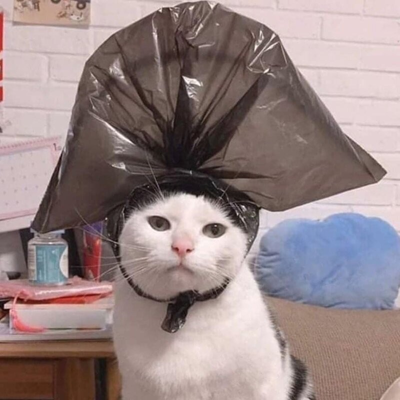 Create meme: a cat with a bag on his head, a cat with a bag on its head, cat 